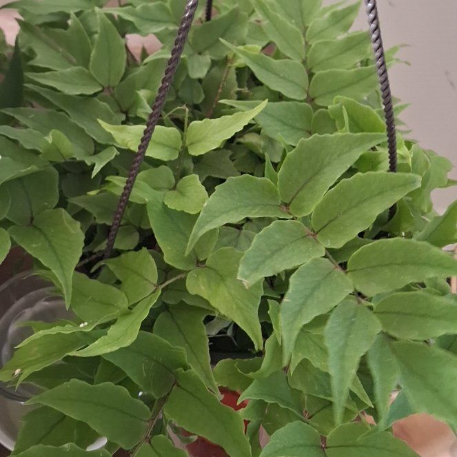 Photo of the plant species Fortune's Holly-Fern by @UberRiberry63 named Tolkien on Greg, the plant care app