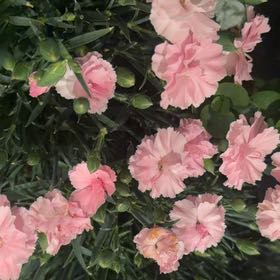 Photo of the plant species Border Carnation by @MovingBasil14 named Demi on Greg, the plant care app
