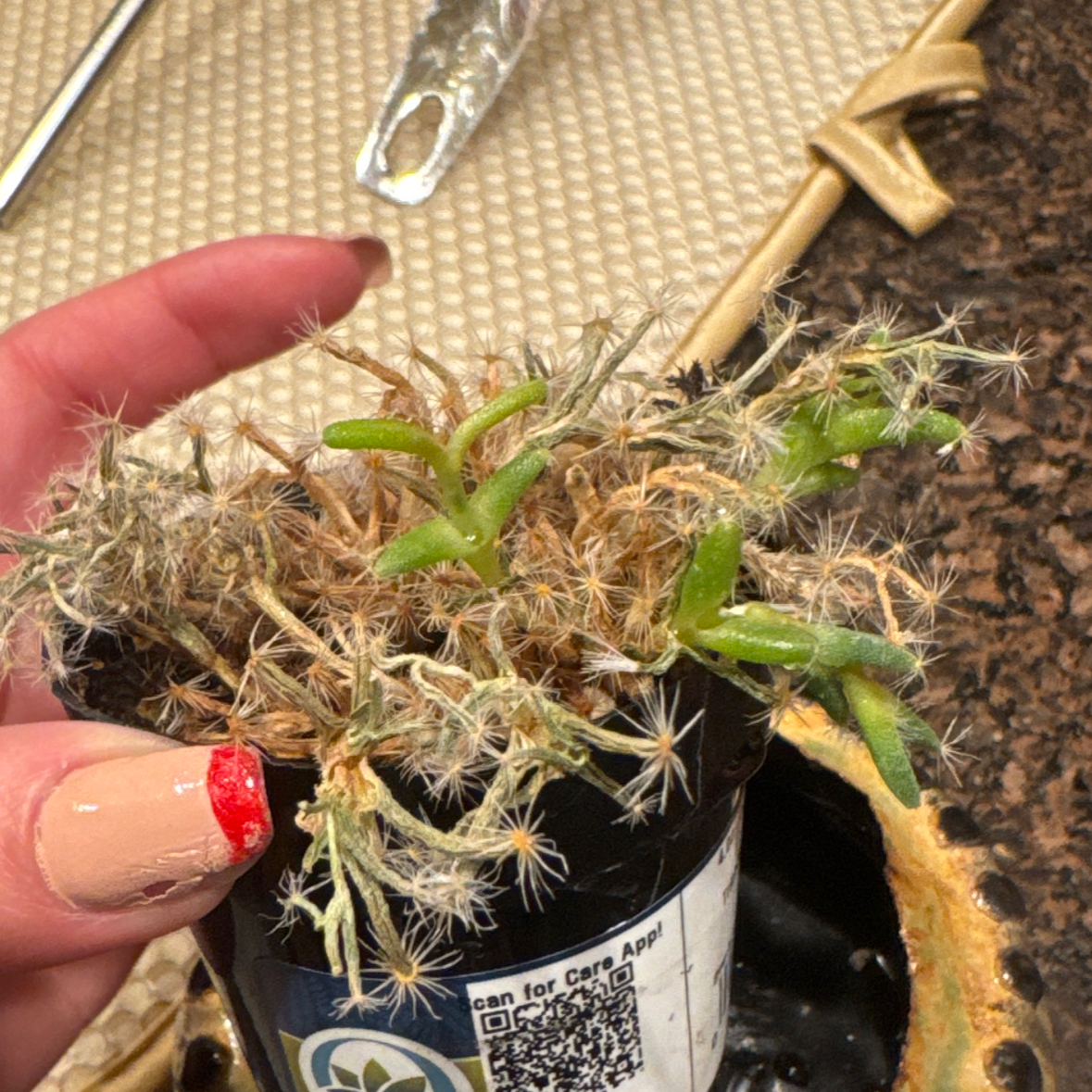 Photo of the plant species Miniature Desert Rose by @GladRambutan46 named Dolores on Greg, the plant care app