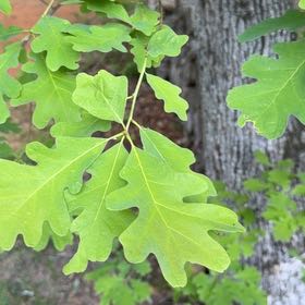 Photo of the plant species White Oak by @SuaveSquash47 named Terra on Greg, the plant care app