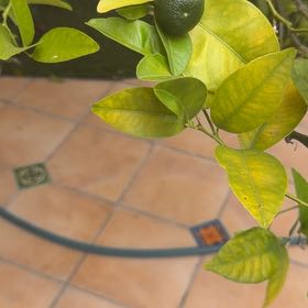 Photo of the plant species Citrus Reticulata by @SuaveSquash47 named Baesil on Greg, the plant care app