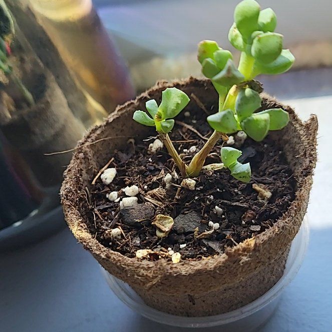 Photo of the plant species Ice Plant by @JaspurCat named Gerald on Greg, the plant care app