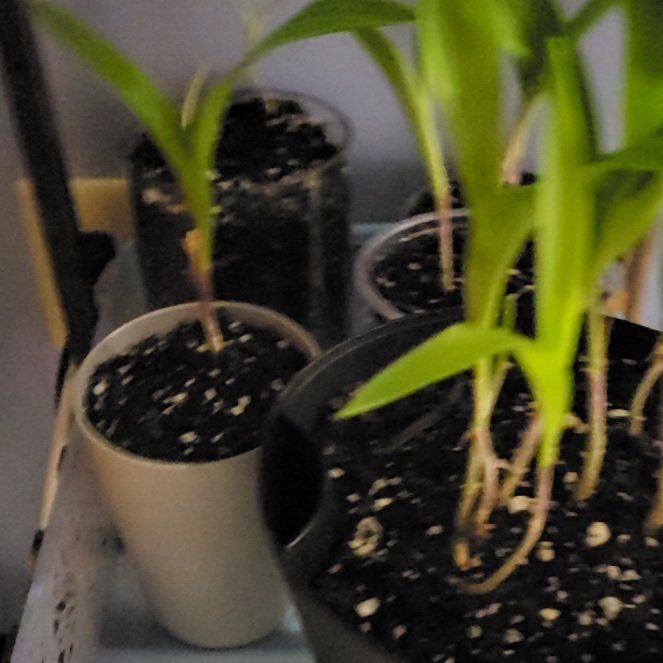 Photo of the plant species Lily-of-the-Valley by @JaspurCat named Lillious on Greg, the plant care app