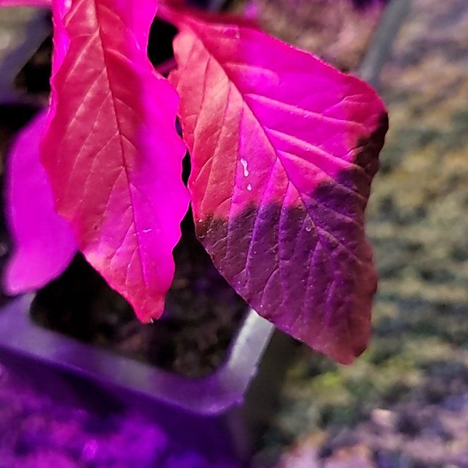 Photo of the plant species Prince's Feather by @JaspurCat named Naomi on Greg, the plant care app