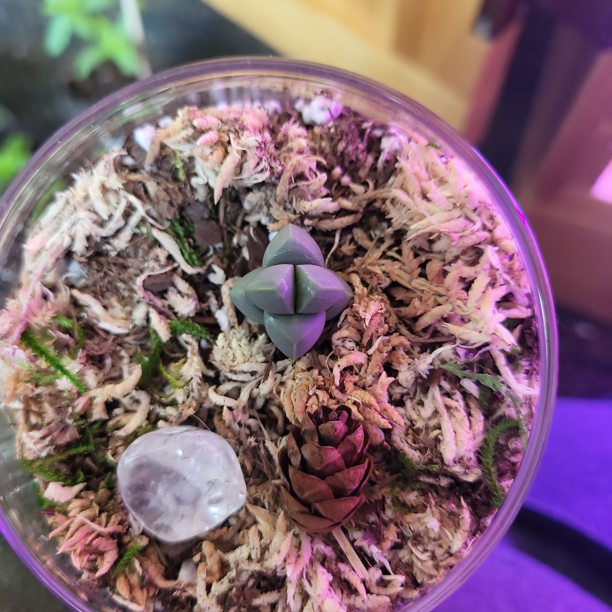 Photo of the plant species Astridia velutina by @JaspurCat named Walter on Greg, the plant care app