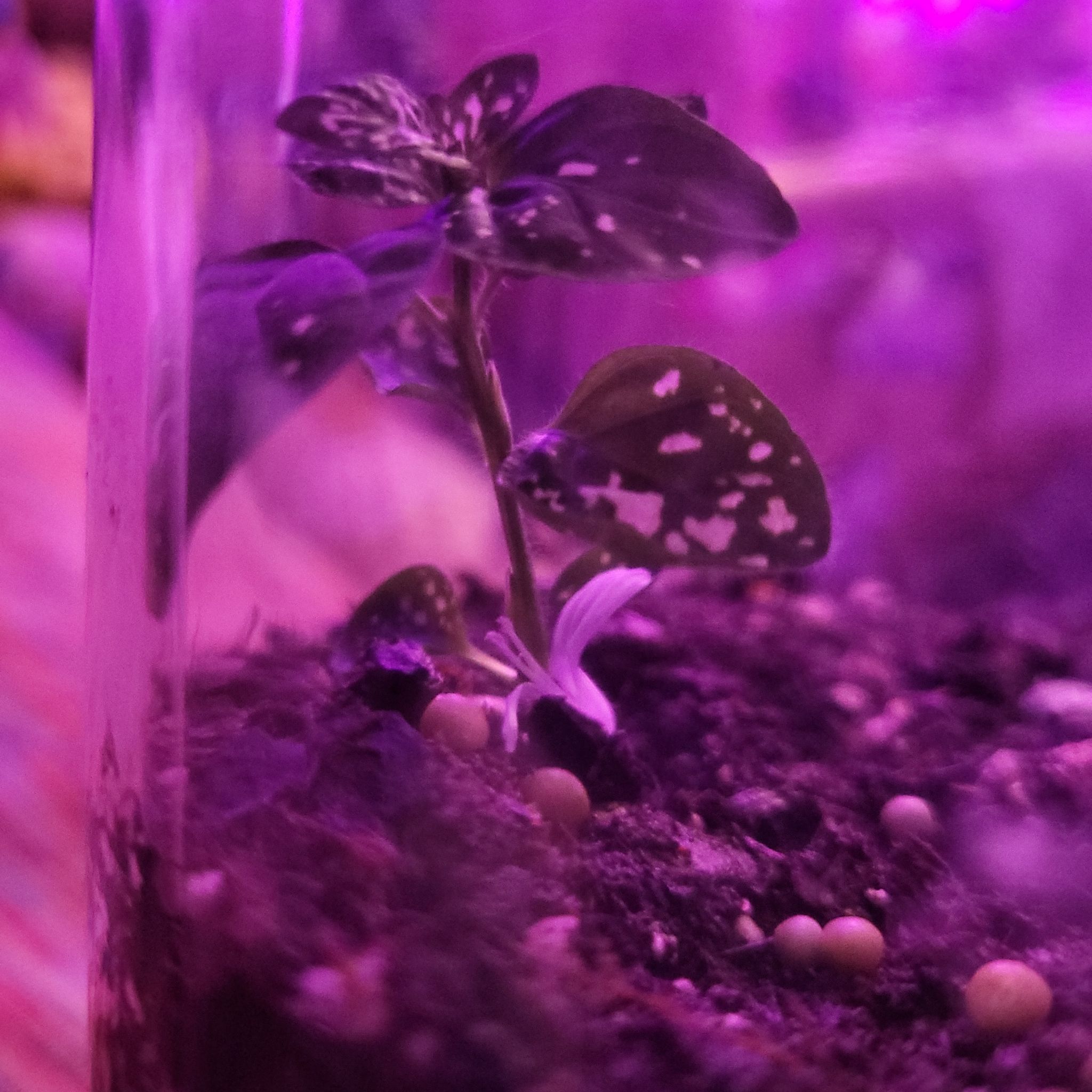 Photo of the plant species Terrarium by @JaspurCat named Artemis II on Greg, the plant care app