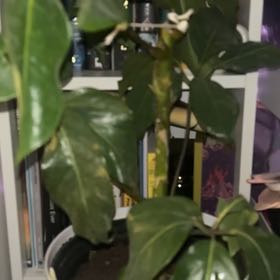 Photo of the plant species Alpine Schefflera by @PluckyTievine named Groot Jr. on Greg, the plant care app