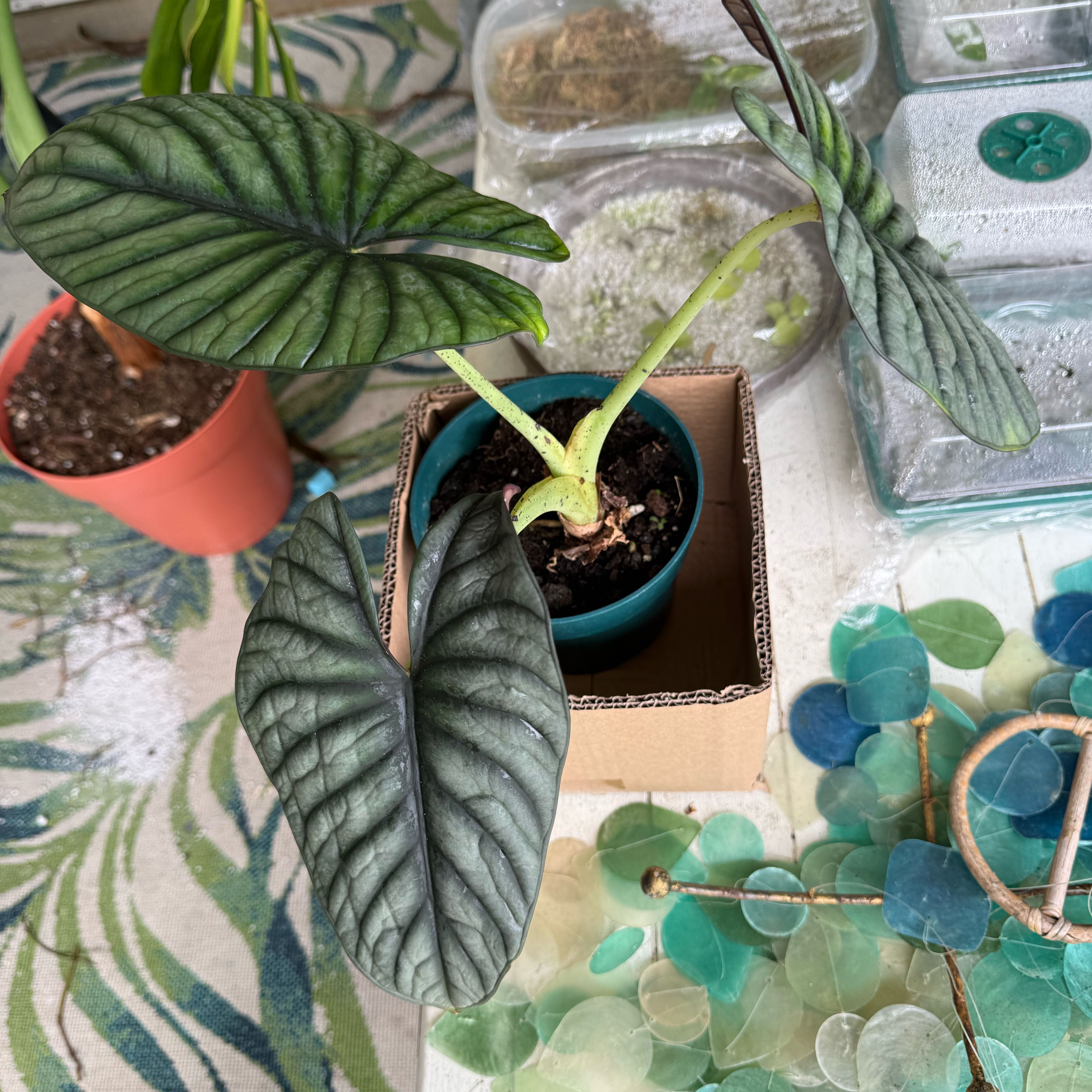 Photo of the plant species Alocasia nebula 'Imperialis' by @SirTaro42 named Queen on Greg, the plant care app