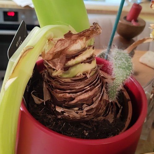 Photo of the plant species Hippeastrum 'Red Lion' by @AcademicFicus89 named Marylin on Greg, the plant care app