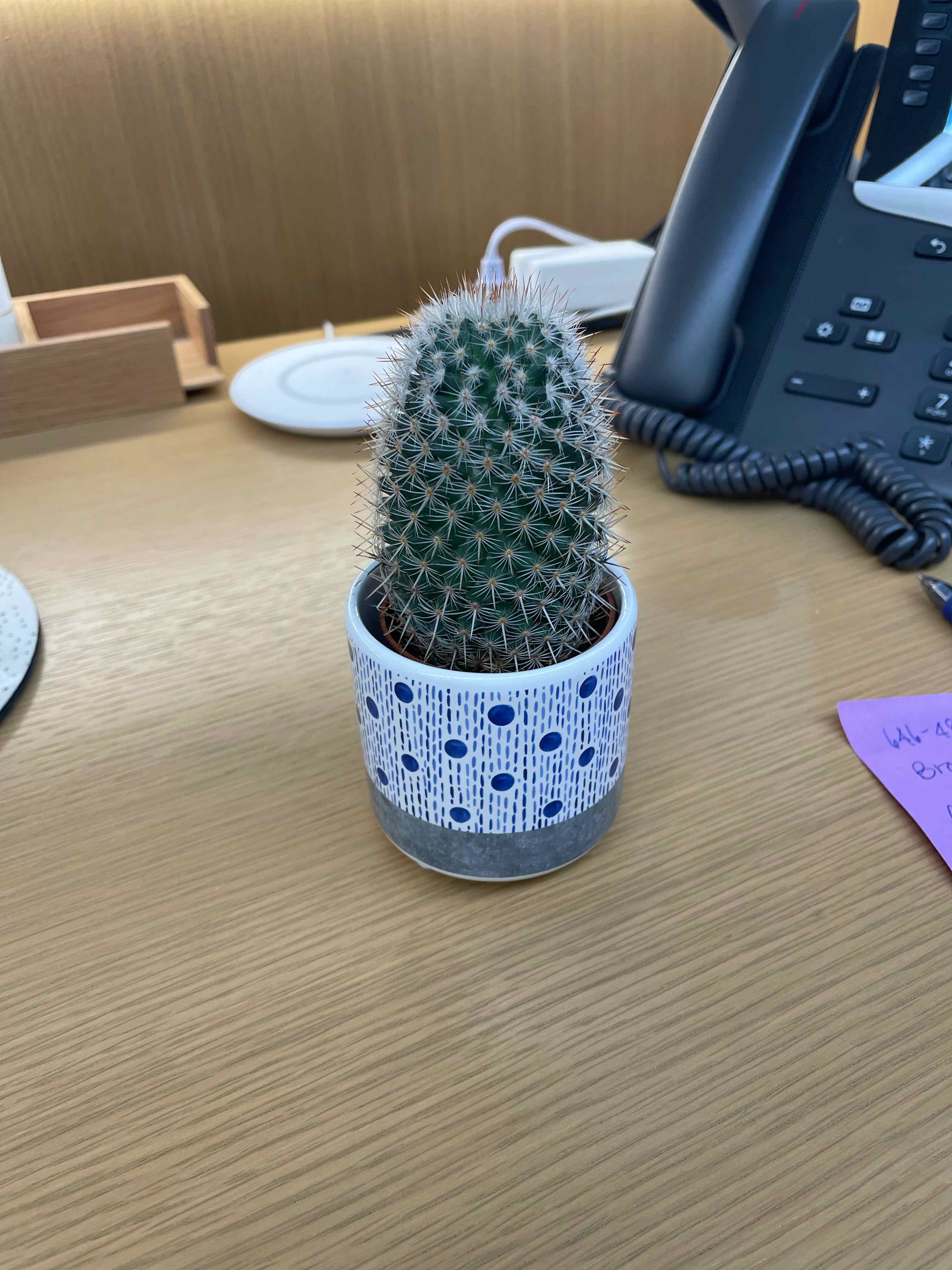 Healthy Simpson Hedgehog Cactus in a polka dot ceramic pot on an office desk, with dense spines and no discoloration.