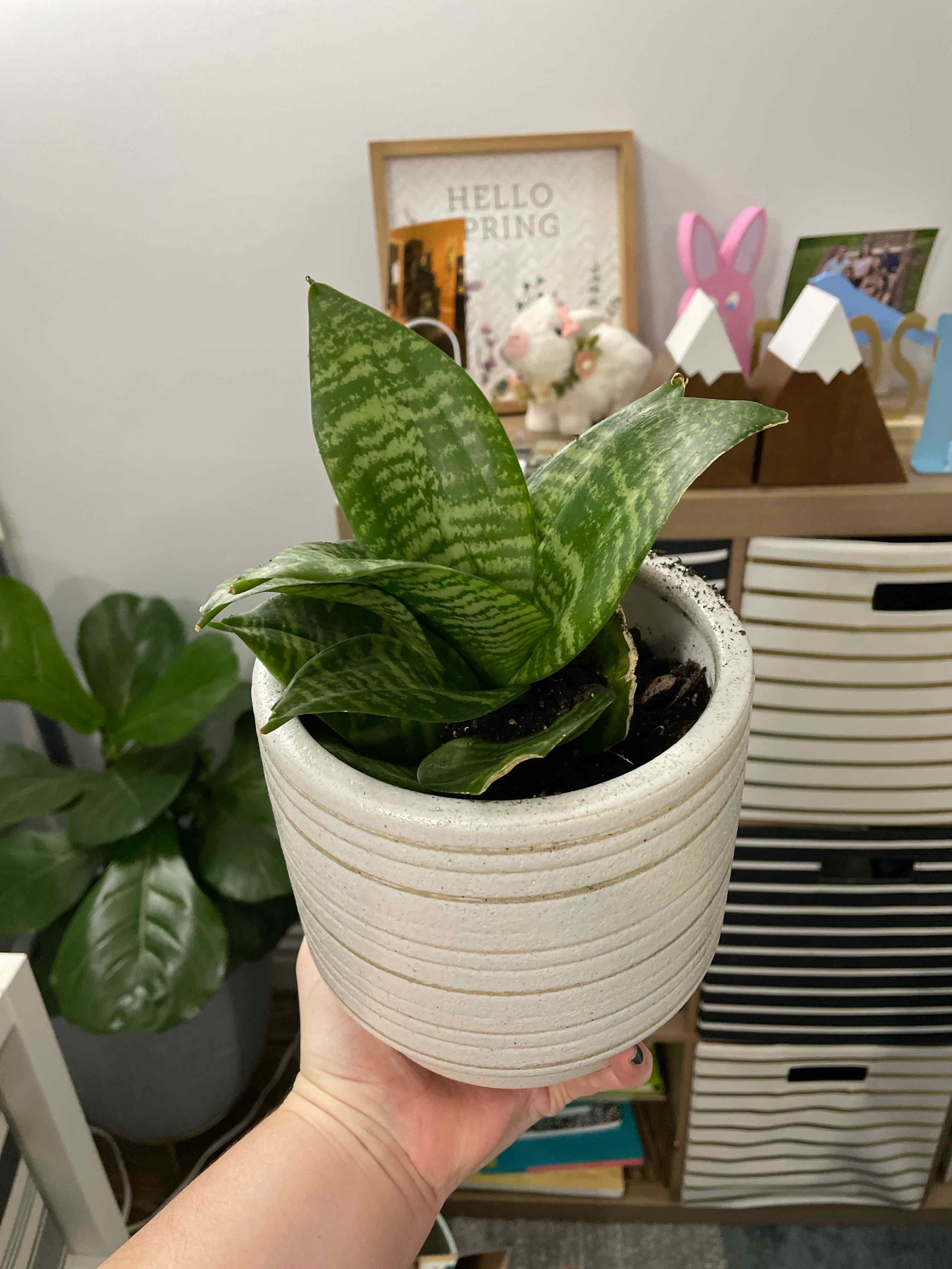 Bird's Nest Snake Plant in a white pot held by a hand, with vibrant green leaves.