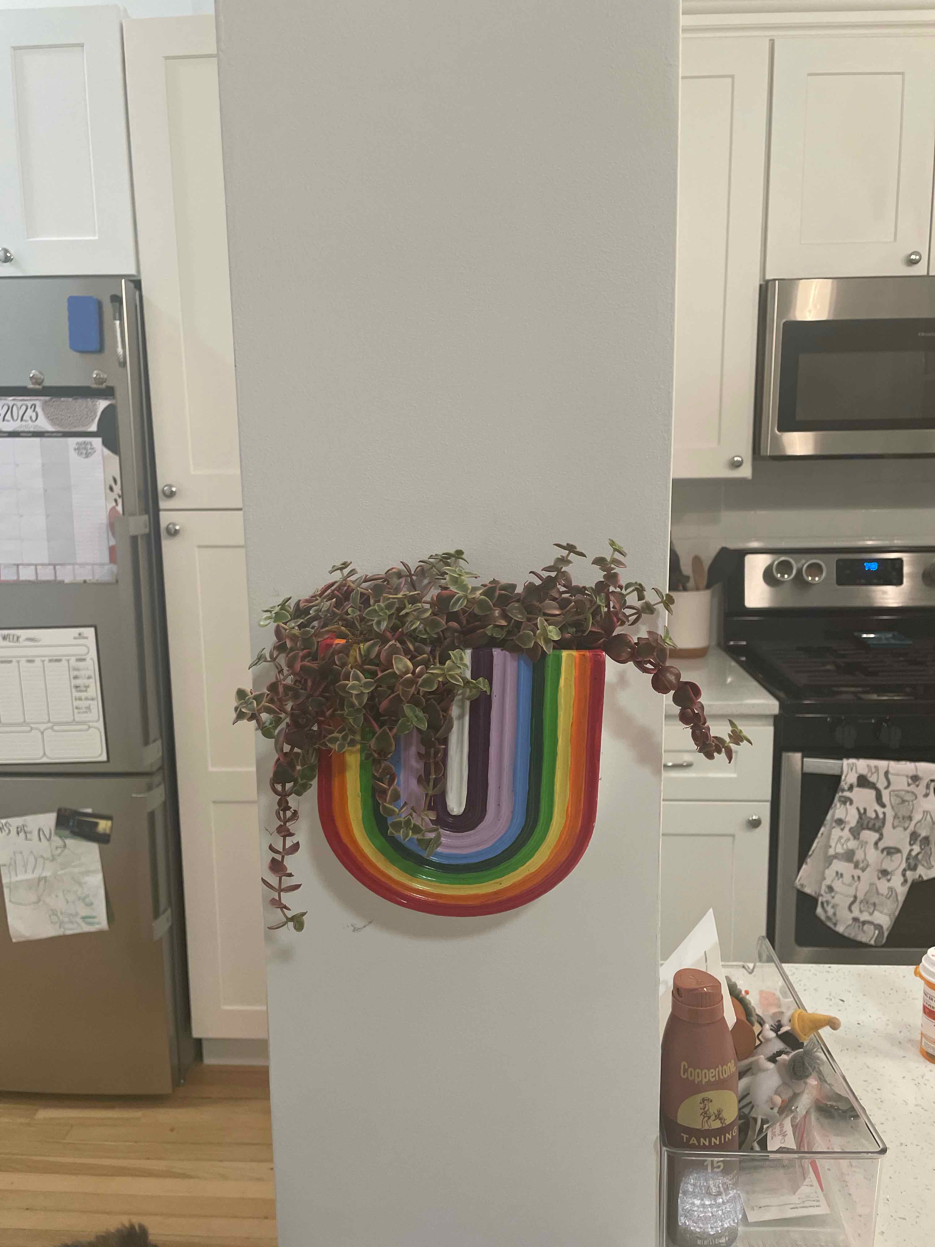 Calico Kitten plant in a colorful U-shaped wall planter in a kitchen setting.