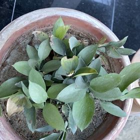 Photo of the plant species Spineless Butcher's-Broom by @BigAcajou42 named Sol on Greg, the plant care app