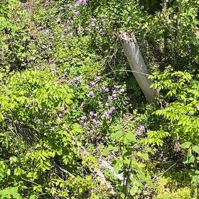 Photo of the plant species Dame's Rocket by @ValidBaibua42 named Rainier on Greg, the plant care app