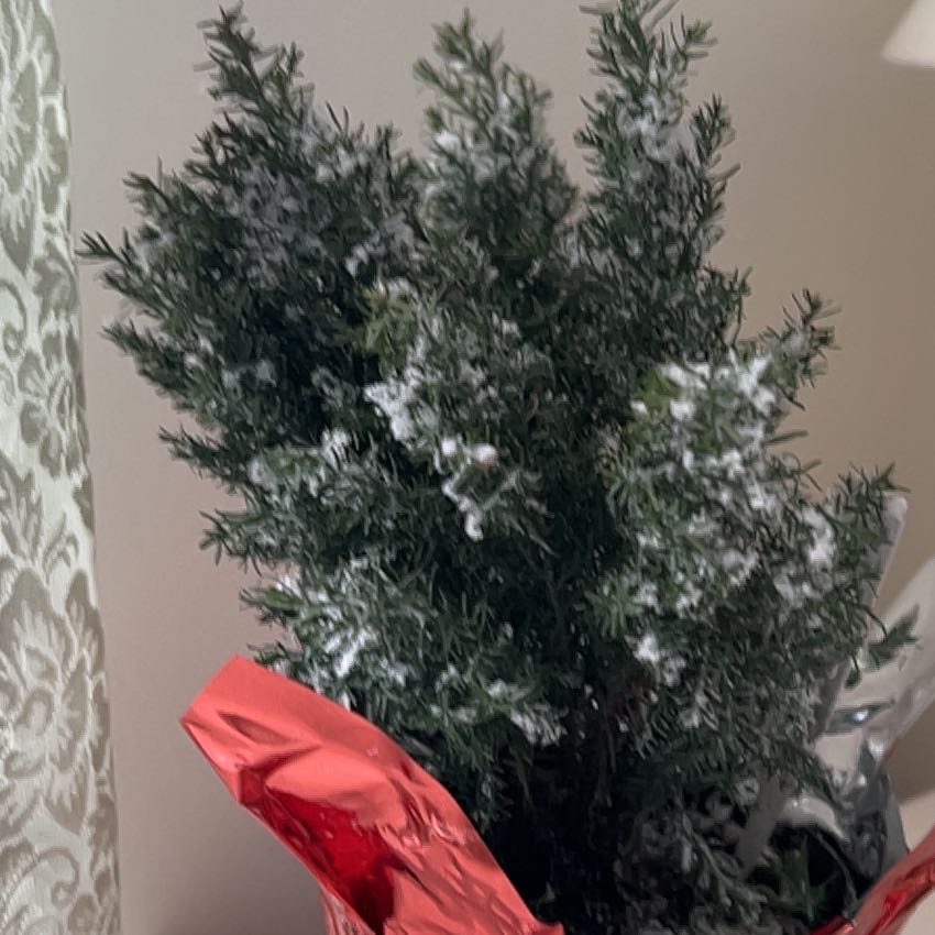 Photo of the plant species European Cypress by @FlashyIvy96 named Coco on Greg, the plant care app