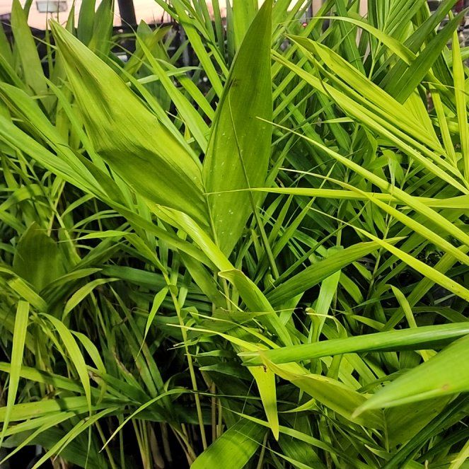 Photo of the plant species Bungalow Palm by @HotEllisia67 named Zion on Greg, the plant care app