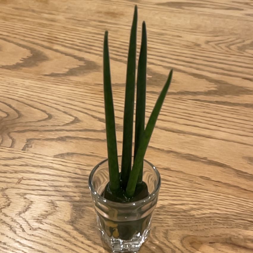 Photo of the plant species Sansevieria bacularis by @SuitableYuzu named サンスベリア　バキュラリス on Greg, the plant care app