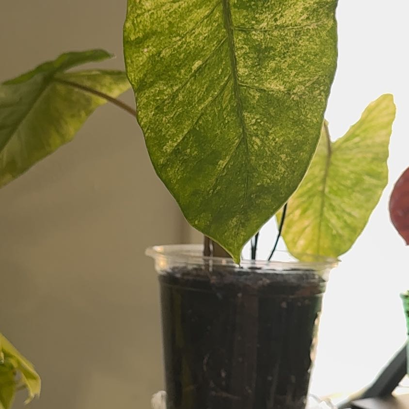 Photo of the plant species Alocasia Blizzard Elephants Ear by @ExecMayten83 named Lola on Greg, the plant care app