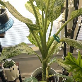 Photo of the plant species Dieffenbachia 'Maui Wowie' by @ExecMayten83 named Khaleesi on Greg, the plant care app