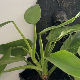 Photo of the plant species Philodendron Jose Bueno Fiesta by @ExecMayten83 named McKinley on Greg, the plant care app