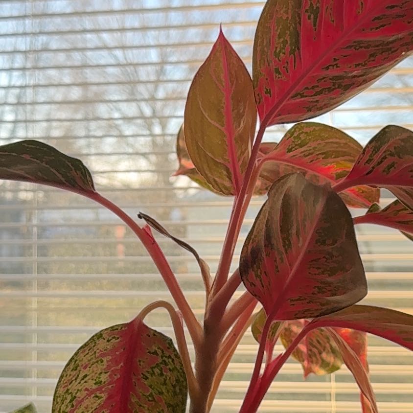 Photo of the plant species Agloanema Garnet Coltrane by @ExecMayten83 named Elina on Greg, the plant care app