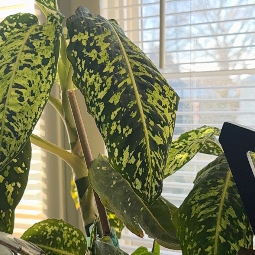 Photo of the plant species Diffenbachia reflector by @ExecMayten83 named Orwell on Greg, the plant care app