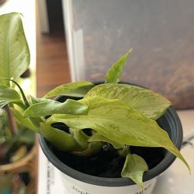 Photo of the plant species Dumb Cane 'Tiki' by @ExecMayten83 named Mando on Greg, the plant care app