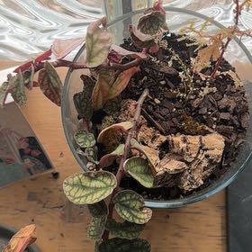Photo of the plant species Watermelon Vine by @WinOxlip49 named Sol on Greg, the plant care app