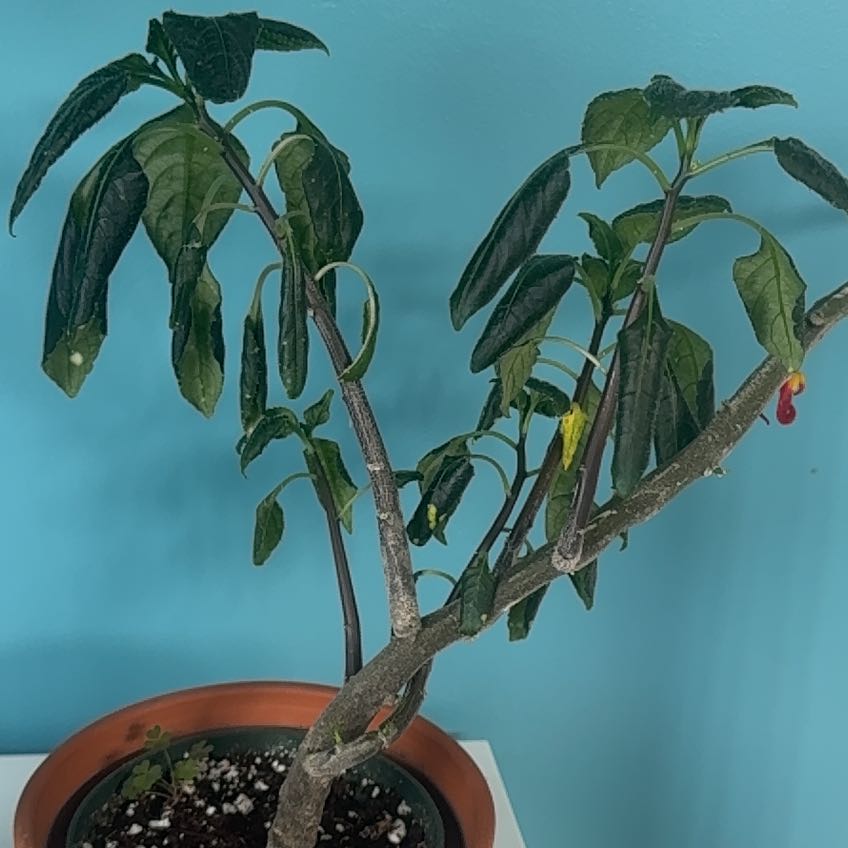 Photo of the plant species Parrot Impatiens by @WinOxlip49 named Maya on Greg, the plant care app