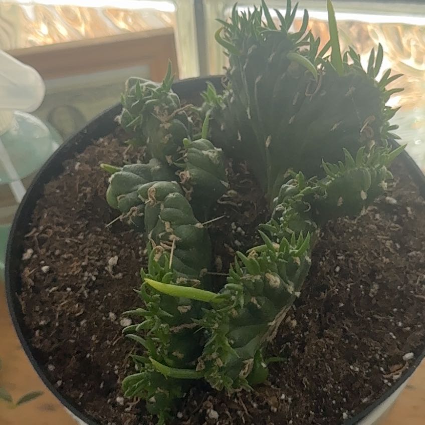 Photo of the plant species Crested eve's needle by @WinOxlip49 named Rainier on Greg, the plant care app