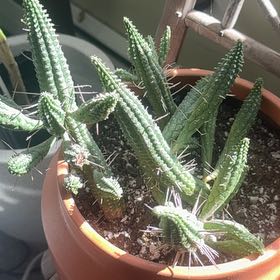 Photo of the plant species Corncob Cactus by @WinOxlip49 named Michelle Branch on Greg, the plant care app