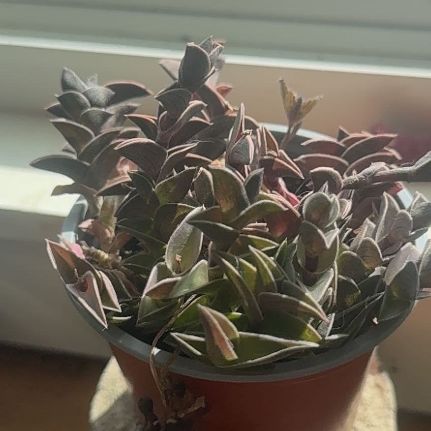 Photo of the plant species Chain Plant by @WinOxlip49 named Lebron on Greg, the plant care app