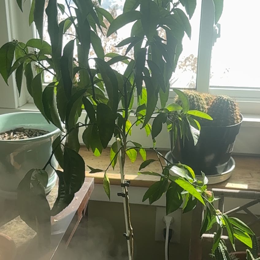 Photo of the plant species Nules Clementine by @WinOxlip49 named Darwin on Greg, the plant care app