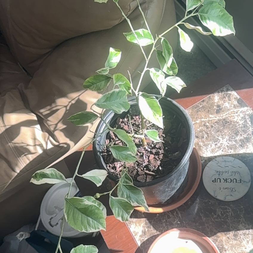 Photo of the plant species Variegated Pink Lemon by @WinOxlip49 named Miley on Greg, the plant care app