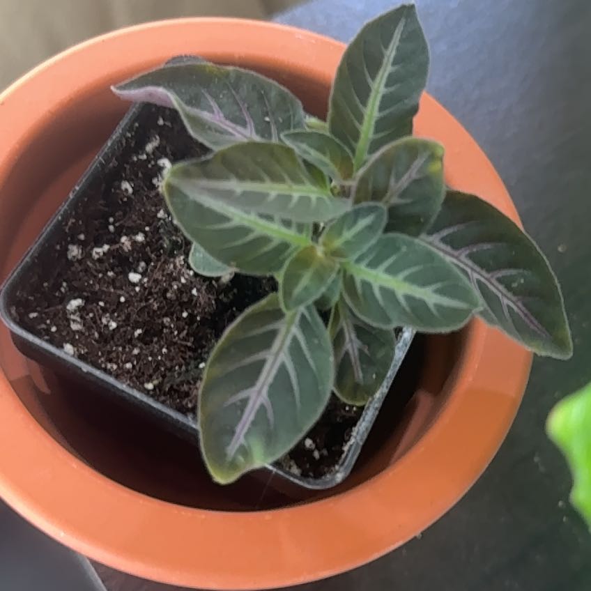 Photo of the plant species Monkey plant by @WinOxlip49 named Foxxy on Greg, the plant care app