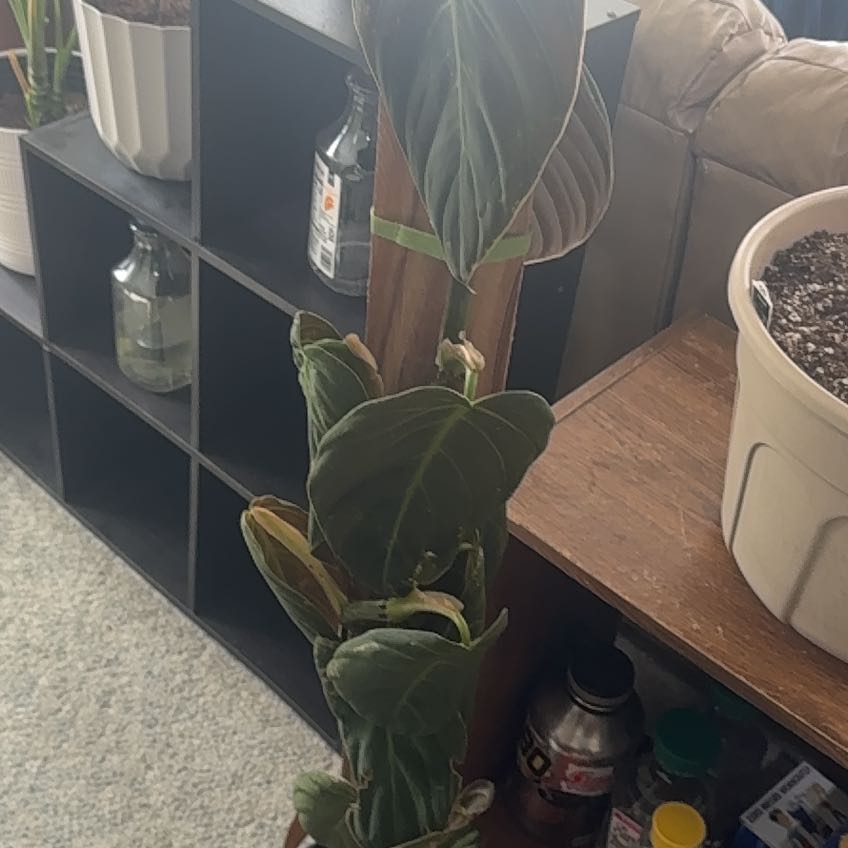 Photo of the plant species Philodendron gigas by @WinOxlip49 named Zeus on Greg, the plant care app