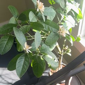 Photo of the plant species Buddha's Hand Citron by @WinOxlip49 named Apollo on Greg, the plant care app