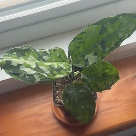 Photo of the plant species Aglaonema 'Pictum Tricolor' by @WinOxlip49 named Elina on Greg, the plant care app