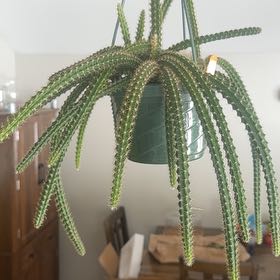 Photo of the plant species Rats Tail Cactus by @WinOxlip49 named Hemingway on Greg, the plant care app