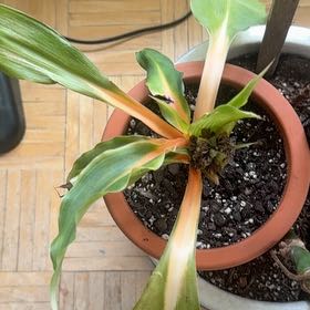 Photo of the plant species Katherine Blood-Lily by @WinOxlip49 named Hamilton on Greg, the plant care app