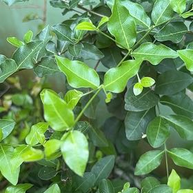 Photo of the plant species Barbados Cherry by @PopularSeaaster named Rihanna on Greg, the plant care app
