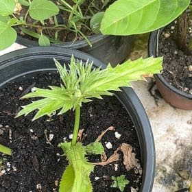 Photo of the plant species Recao by @PopularSeaaster named Ulysses S Plant on Greg, the plant care app