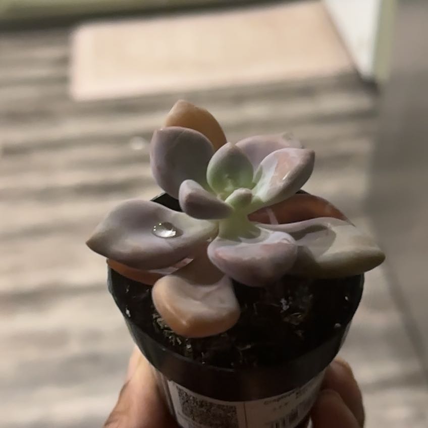 Photo of the plant species Graptopetalum pentandrum 'Murasaki' by @MomentousWorm63 named PlumpPlum on Greg, the plant care app