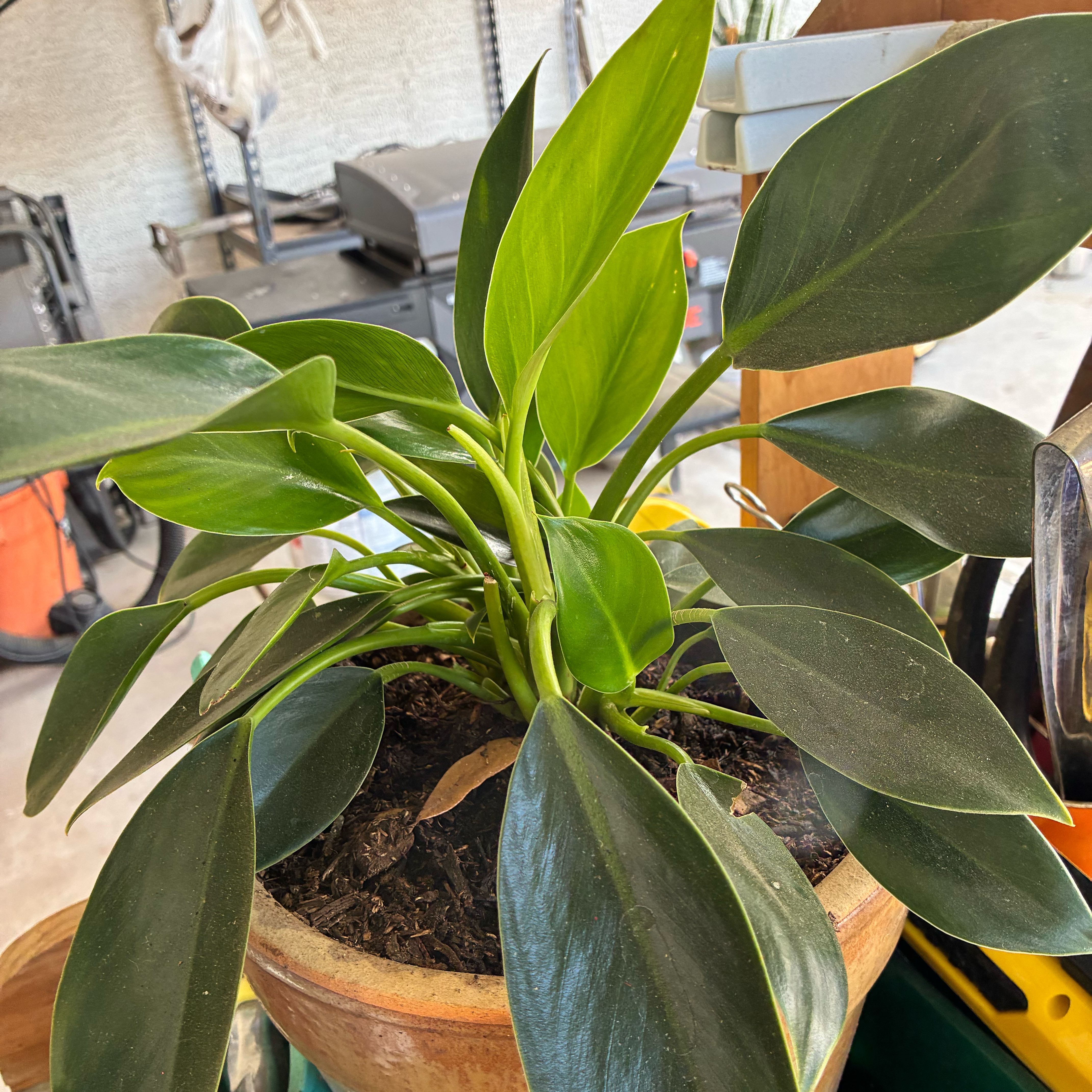 Photo of the plant species Green Princess by @MeaningfulBibi8 named Emerson on Greg, the plant care app