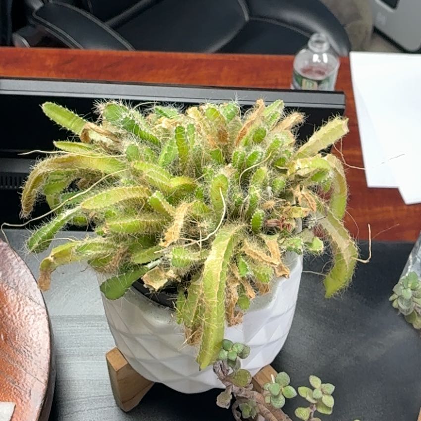 Photo of the plant species Jungle Cactus by @ElderBigfoot3 named Fernie Mercury on Greg, the plant care app