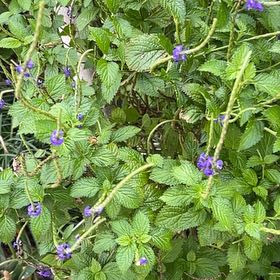 Photo of the plant species Blue Porterweed by @FunNeem98 named Surya on Greg, the plant care app