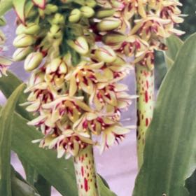 Photo of the plant species Purple Pineapple Lily by @EnergeticCat named Dolores on Greg, the plant care app