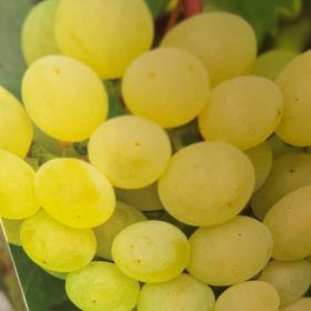 Photo of the plant species Himrod Grape by @EnergeticCat named Ronaldo on Greg, the plant care app