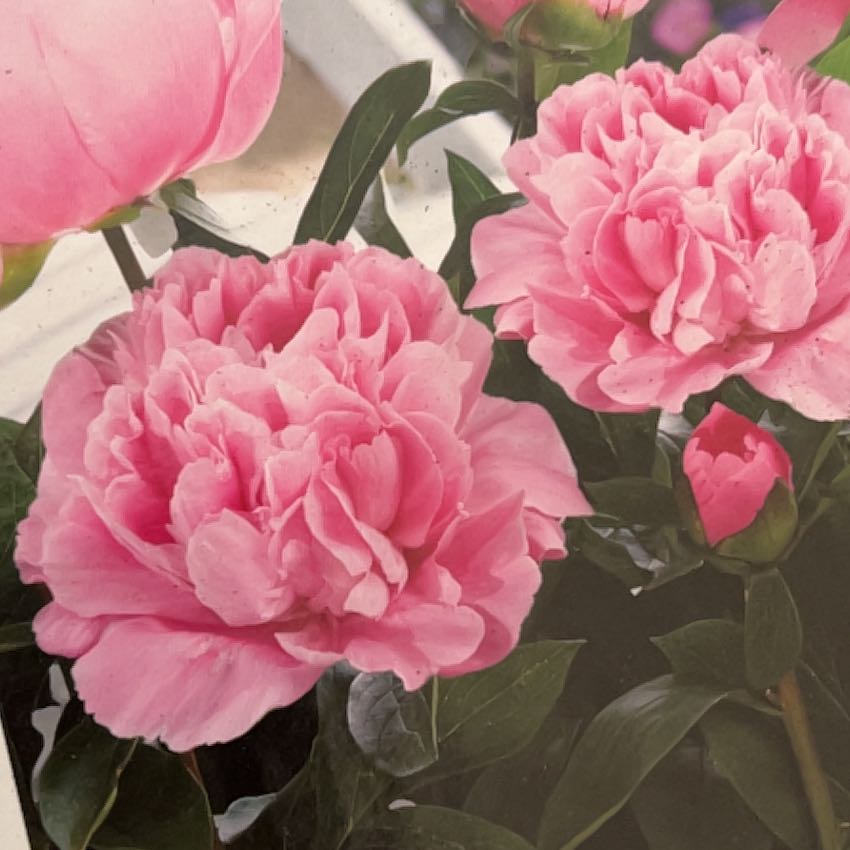Photo of the plant species Paeonia 'Alexander Fleming' by @EnergeticCat named Sproutacus on Greg, the plant care app