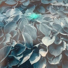 Photo of the plant species Hosta by @EnergeticCat named Coco on Greg, the plant care app